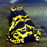 Black & Yellow Dart Kini